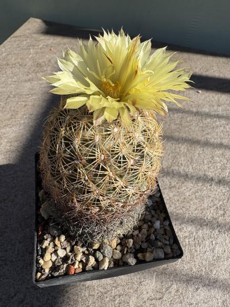 Coryphantha radians
